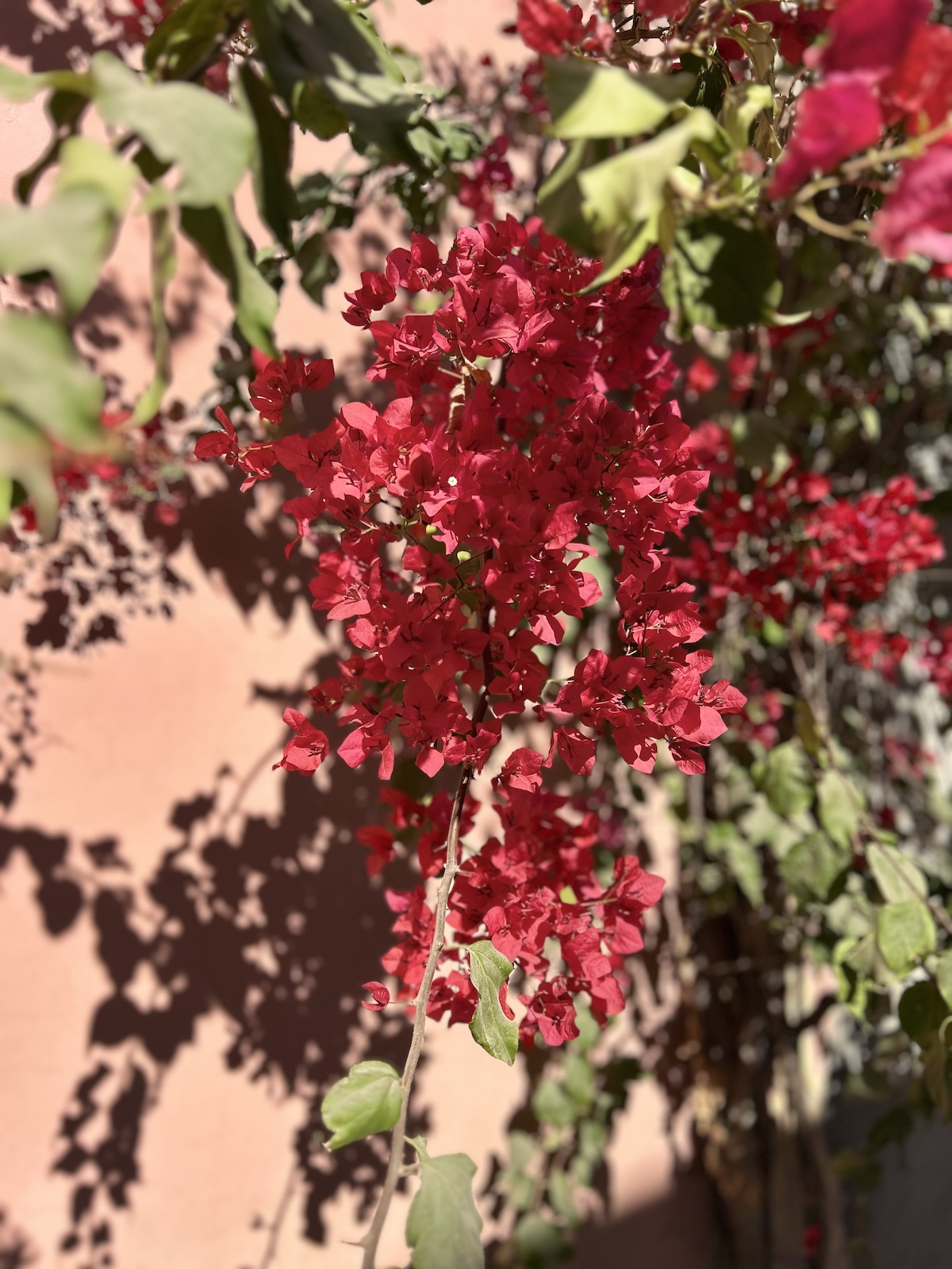 Bougainvillea Plant