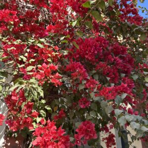 Vibrant Bougainvillea in Full Bloom Photo