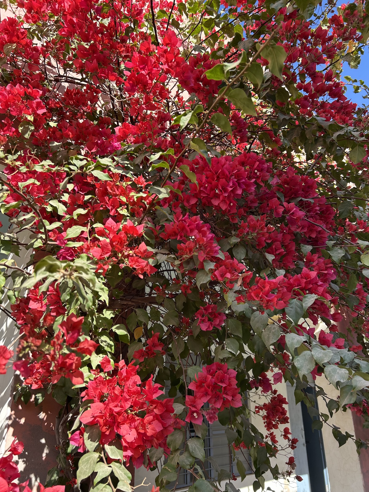 Bougainvillea Plant