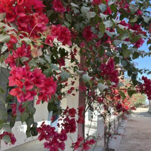 Blooming Bougainvillea Alley Photo