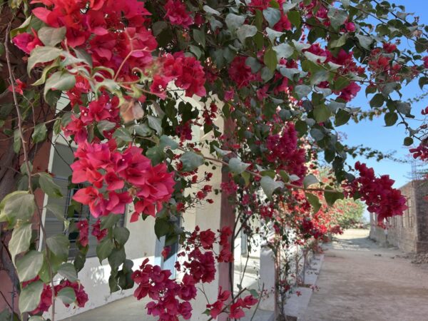 Bougainvillea Plant