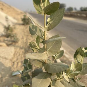 Calotropis Plant Photo