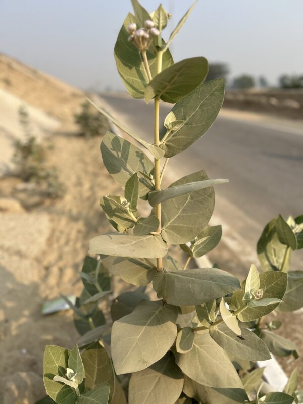 Calotropis plant