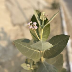 Calotropis procera plant photo