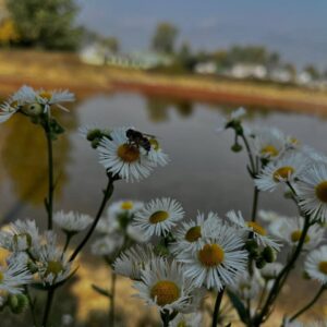 Chamomile flowers Photo