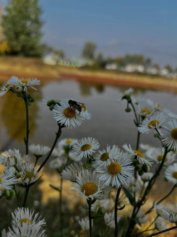 Chamomile flowers