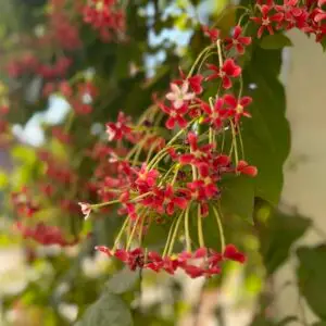 Combretum indicum Photo