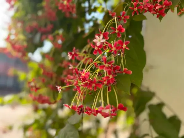 Combretum indicum Photo