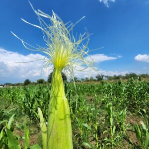 Fresh Corn Silk Photo