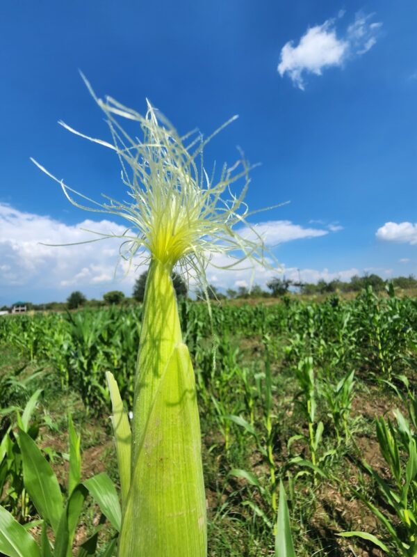 Corn Silk