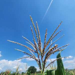 Corn Tassel Photo