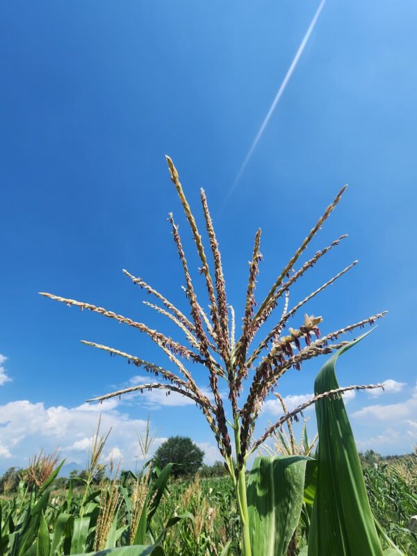 Corn Tassel