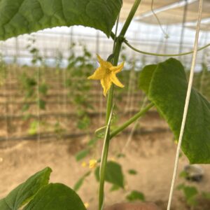 Cucumber Cultivation in Polyhouse Photo