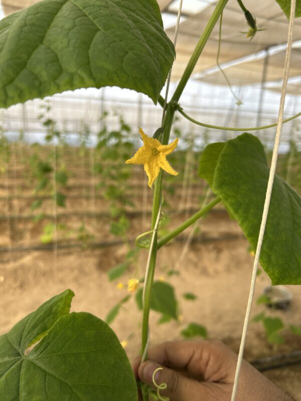 Cucumber cultivation