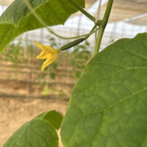 Cucumber Plant Photo