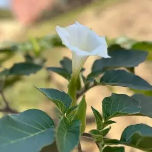 Datura Plant Photo