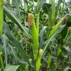 Maize Crop Photo