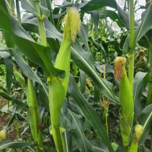 Maize Crop Photo