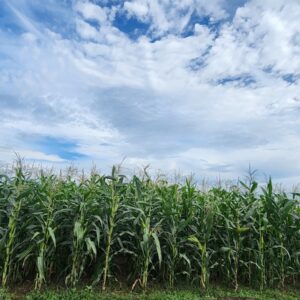 Maize Field Photo