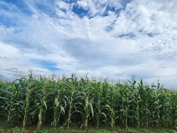 Maize Field