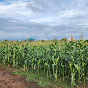 Maize Field Photo