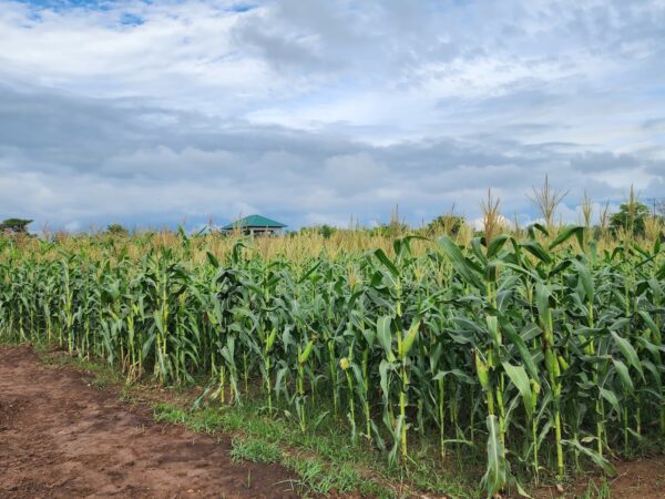 Maize Field