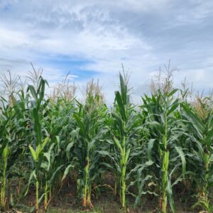 Maize Field Photo