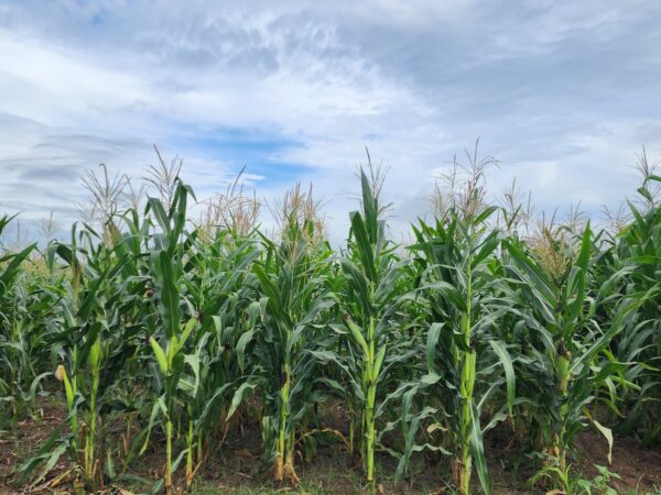 Maize Field