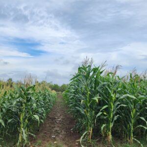 Maize Field Photo