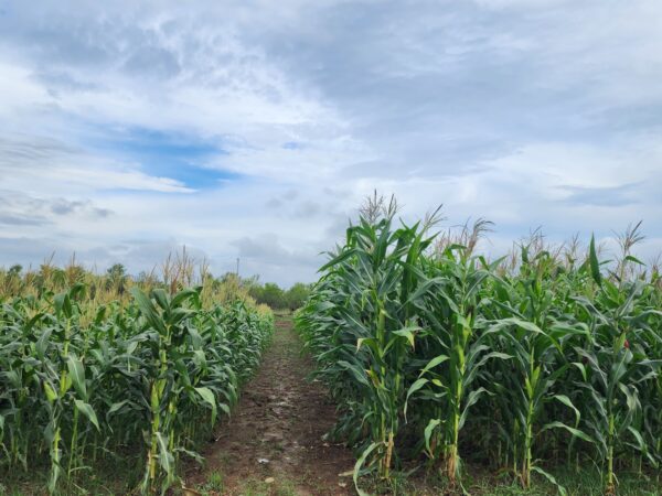 Maize Field