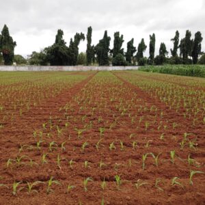 Maize Germination Photo