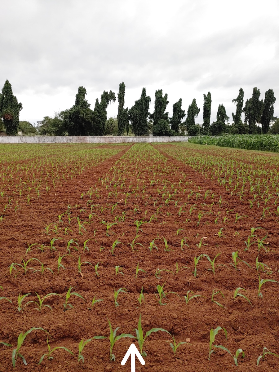 Maize Germination