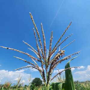 Maize Tassel Photo