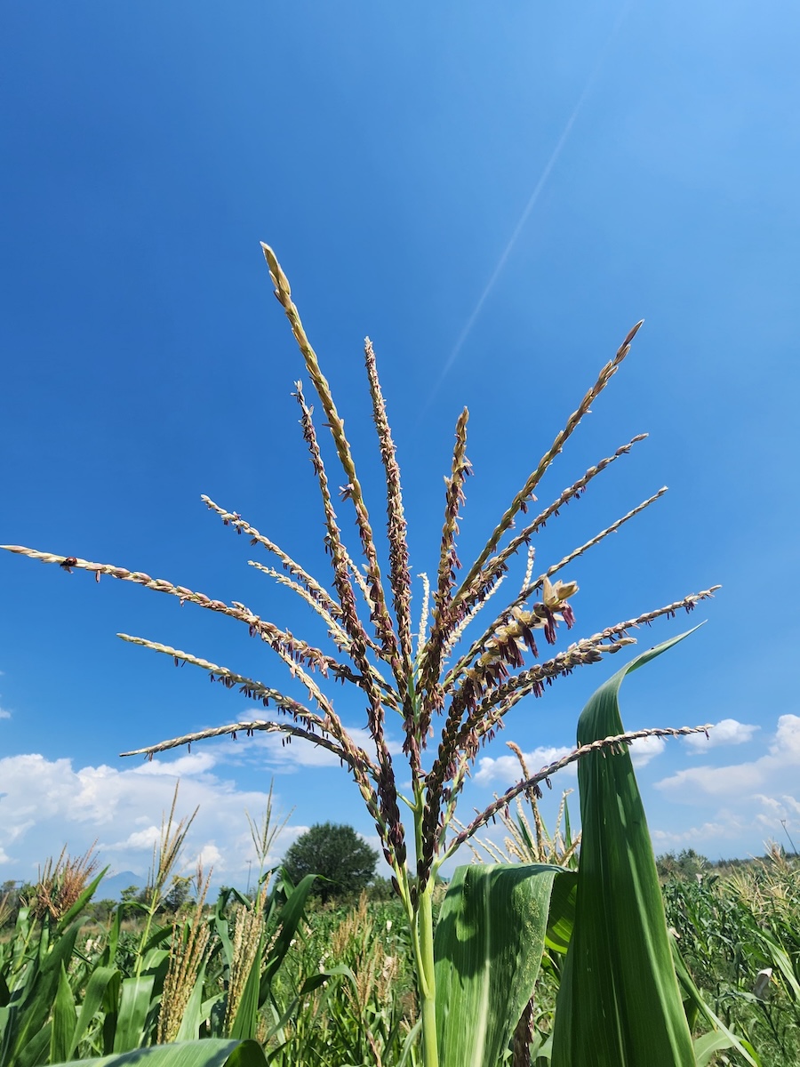 Maize Tassels