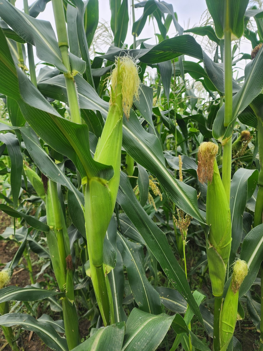 Maize