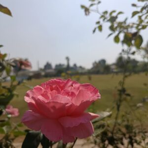 Pink Rose Photo