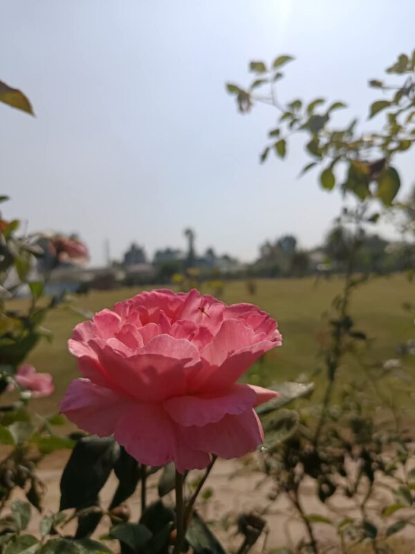 Pink Rose