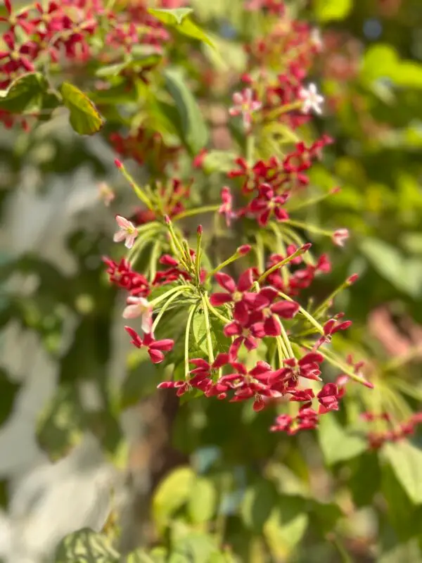 Quisqualis indica Photo