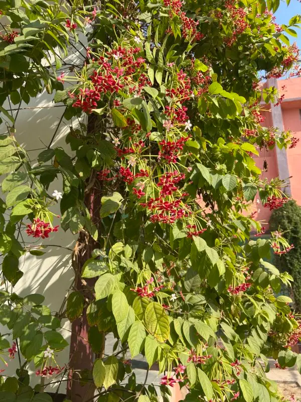 Rangoon Creeper Photo