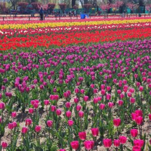 Tulip Field Photo