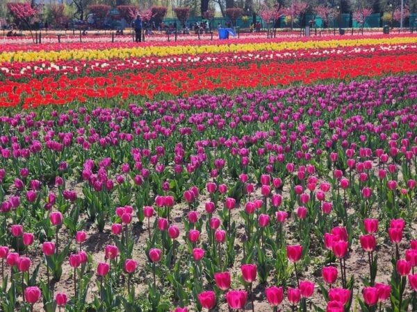 Tulip Crop