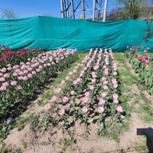 Tulip Field Photo