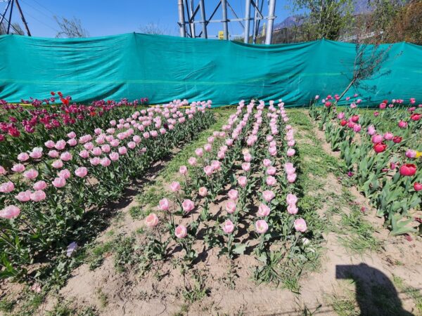 Tulip Field Photo