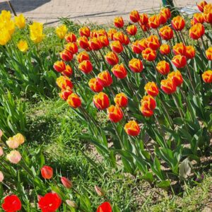 Tulip Flower Photo