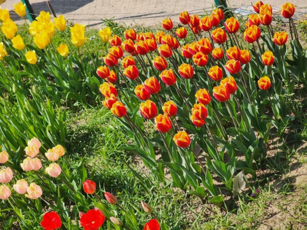 Tulip Flowers