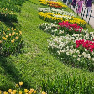 Tulip Garden Photo