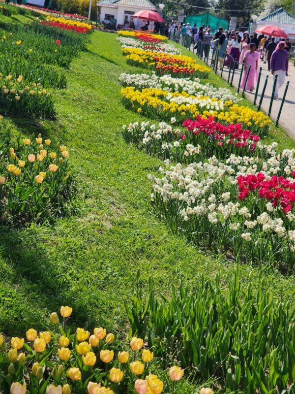 Tulip Garden Photo