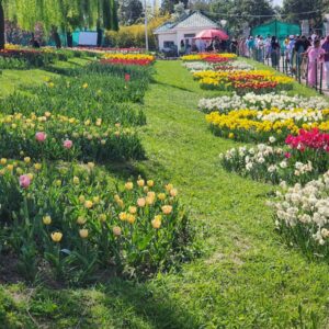 Tulip Garden Photo