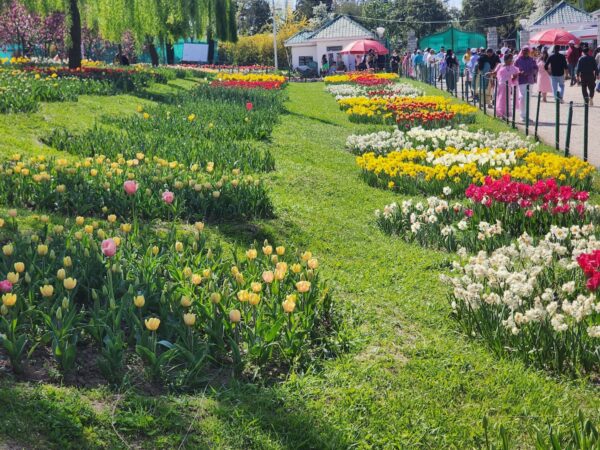 Tulip Garden Photo