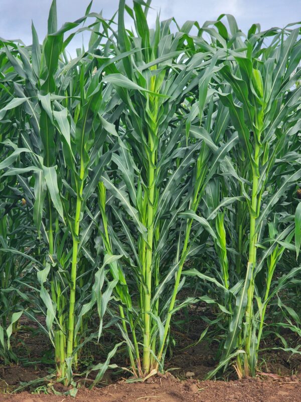 Maize Fodder Crop Photo